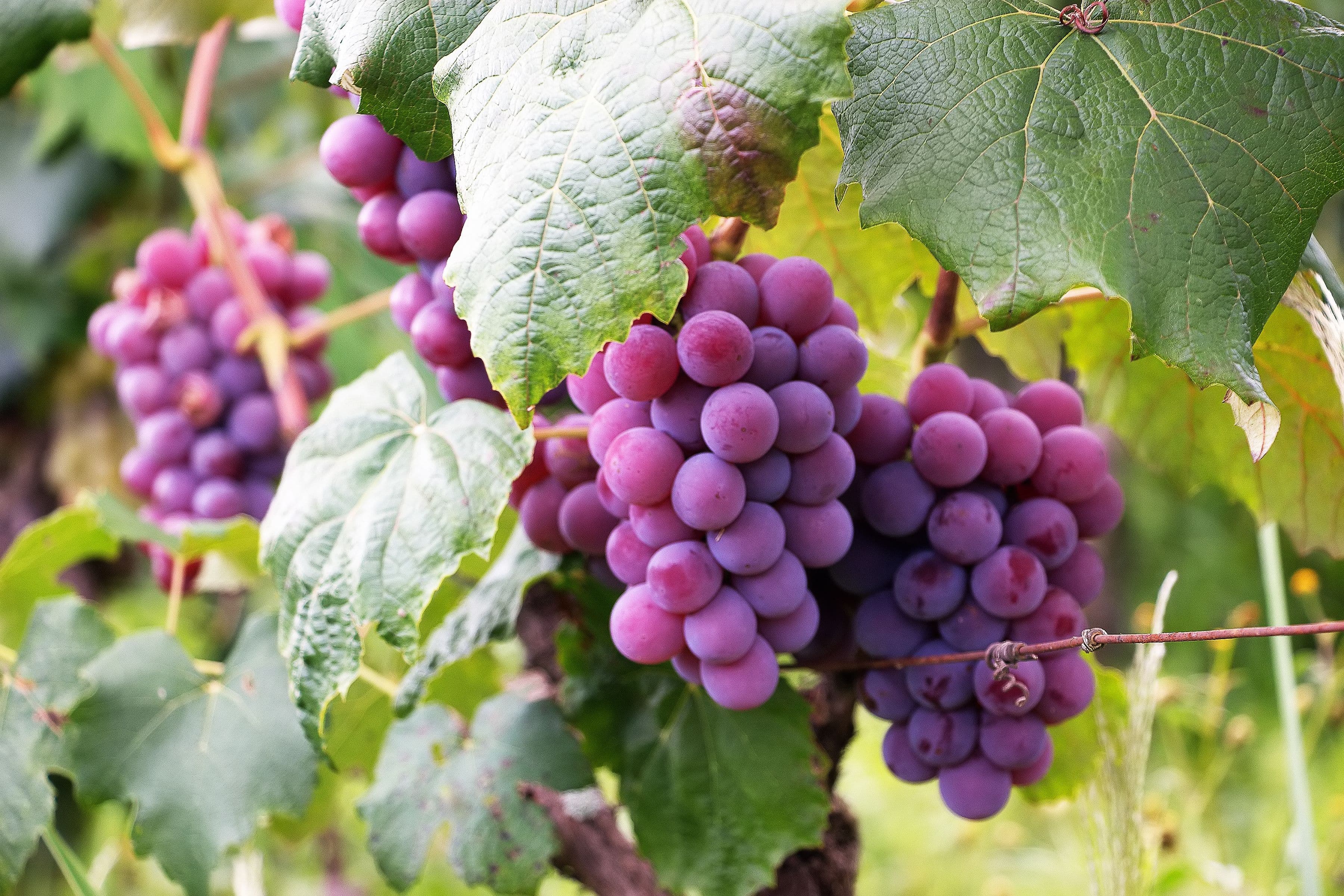 Ripe tomatoes on the vine
