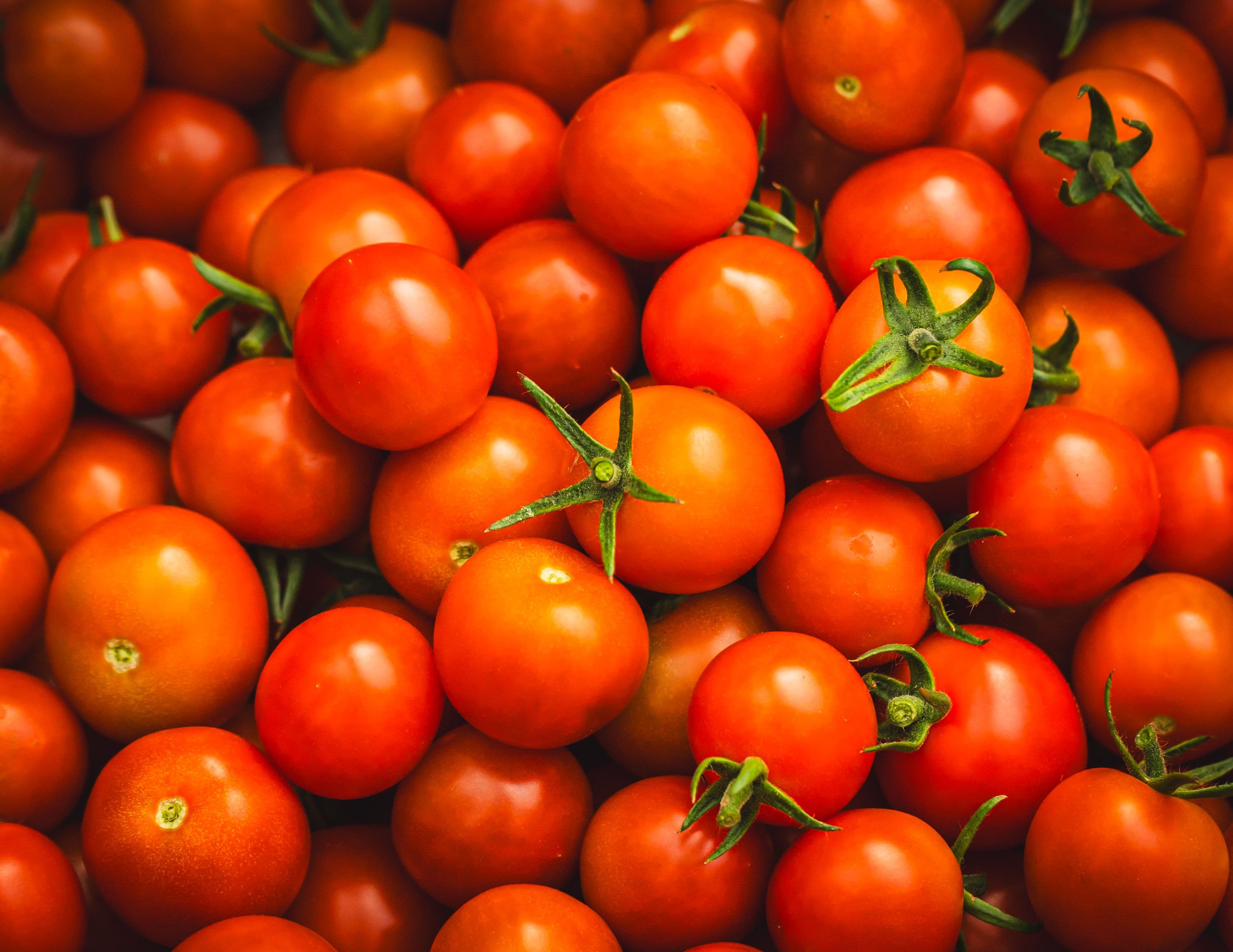 Tomatoes growing in a field